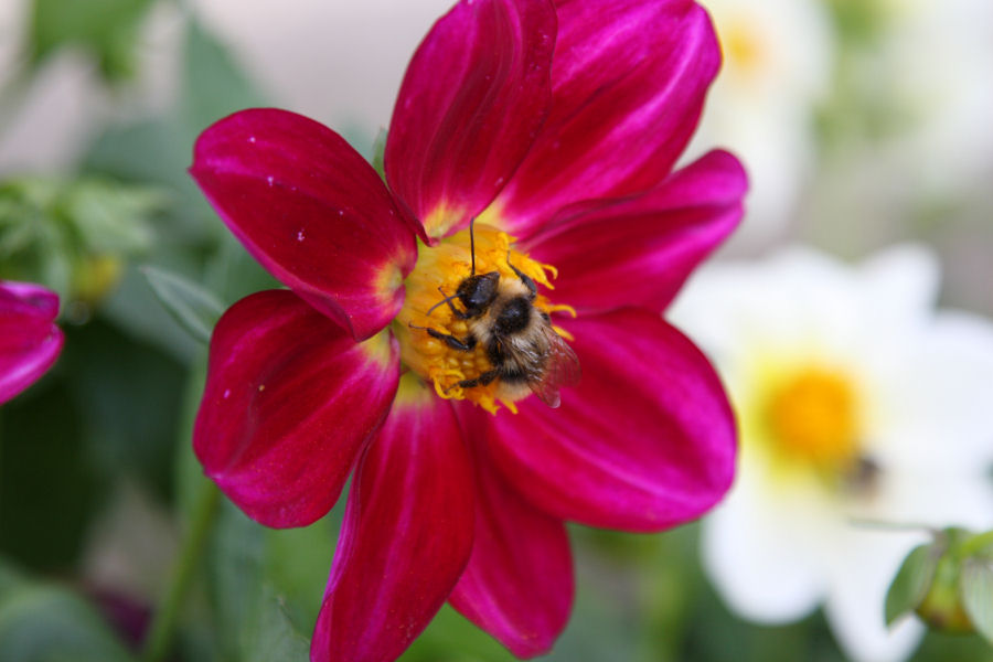 Carrellata di Bombus di varie specie